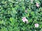 Texture of beautiful festive pink purple natural tender flowers with petals against the background of green plant leaves and copy