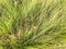 Texture of beautiful green long thin fluffy unusual natural grass. The background