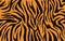 Texture of bengal tiger fur, orange stripes pattern. Animal skin print. Safari background. Vector