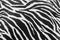 Texture of black and white zebra textile