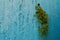 The texture of a blue-painted concrete wall with cracked and swollen paint and overgrown ivy