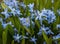 texture of blue snowdrops with green leaves. spring came