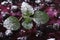 Texture blueberry pie with mint and powdered sugar