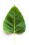 Texture Bodhi or Sacred fig leaf on white background