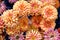 Texture bouquet of freshly picked orange chrysanthemum