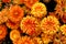 Texture bouquet of freshly picked orange chrysanthemum