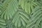 Texture of branches and leaves of Albizia as plant background.