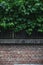 texture of brick wall and leaves. the contrast of nature and human activity