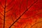 Texture of bright autumn red leaf of a tree closeup. Natural wallpaper. Seasons, leaf fall concept