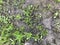 Texture of bright fresh green grass and plants against a background of black damp earth