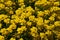 Texture of bright yellow flowering alpine plant flowers