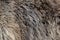Texture of brown bear fur
