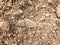 Texture of a brown, crumbly, loose, dense, fertile, natural, dry earth with granules, pieces of soil. The background