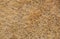 Texture of brown grass dried on sunlight. Dry grass texture background.