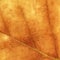 Texture of a brown maple leaf