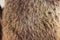 texture brown Siberian bear Ursidae skins