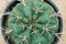 Texture cactus background