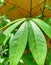 texture cassava leaves