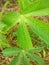 texture of cassava leaves that grow on the roadside in West Kalimantan