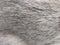 Texture of cat hair gray, close-up. Cat hair. Woolen. Wool cat close up.