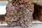 Texture of chunk of peat piled up for drying. Peat production