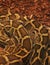 Texture close-up image of a deadly anaconda snake