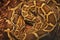Texture close-up image of a deadly anaconda snake
