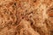 Texture Coconut fiber abstract background