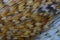 Texture, composition with different kinds of rooster feathers close-up