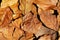 Texture composition: dry orange leaves