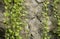 Texture concrete wall background decorate with green ivy hanging in the garden. Copy space for text and ideas. Spotted betel