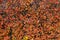 Texture of cotoneaster branches with gold yellow red leaves and black berries on a beautiful blur background is in a park in