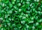 Texture from Cut Green Onion,Nature Background,Healthy Organic Life