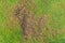 The texture of dead grass top view wallpaper nature background texture Green and yellow grass texture the lack of lawn care and ma