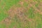 The texture of dead grass top view wallpaper nature background texture Green and yellow grass texture the lack of lawn care and ma