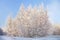 Texture dense birch in forest