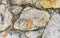 Texture detail of wall with rocks stones brick bricks Mexico