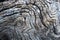 Texture details of California Black Oak