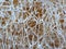 Texture of dried luffa acutangula, nature fiber background.