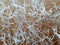 Texture of dried luffa acutangula, nature fiber background.