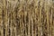 Texture of dry barley stalks