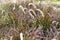 Texture dry gray high weeds overgrown with grass untreated lawn scorched in the sun. The background