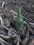 The texture of the dry gray wooden branches, plants and sticks with a trash bottle of green dark glass.