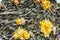 The texture of dry green tea with calendula flowers, closeup herbal ingredient drink abstraction background