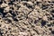 Texture of a dry ground. Background of dried black soil in the scorching sun.