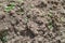 Texture of dry ground and small number of plants on daylight in nature