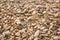 Texture of dry round colored sea pebbles on pebble beach, close-up. Pebbles stone background. Small stones grave