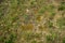 Texture of the earth with grass, cobblestones, stones.