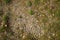 Texture of the earth with grass, cobblestones, stones.mountain landscape, steppe, forest-steppe