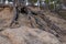 The texture of the earth on a ravine with protruding roots of a pine tree made of sand and earth. Background